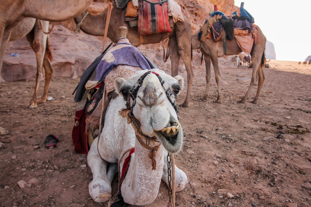 Petra & Wadi Rum