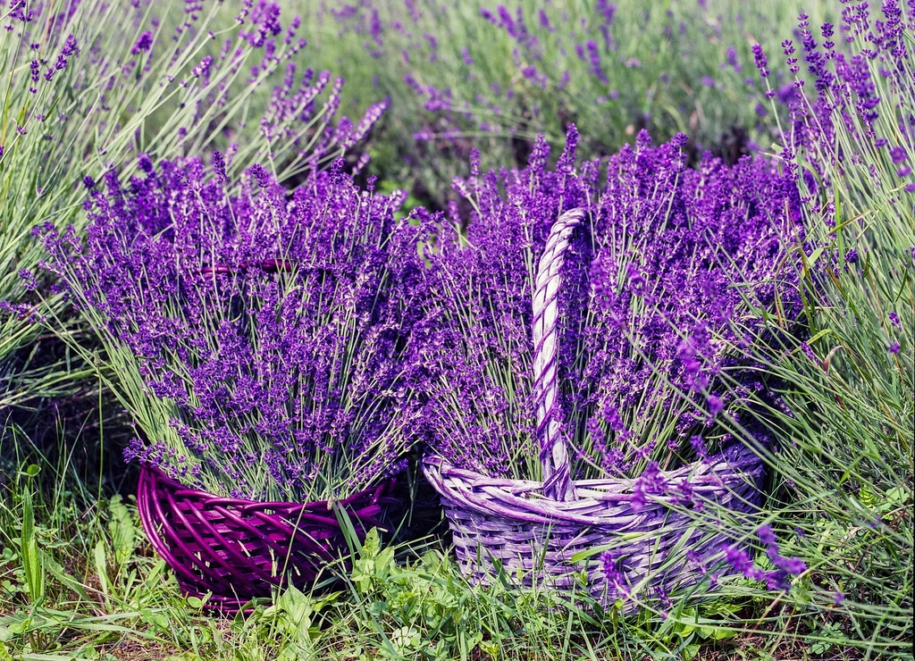 Provence