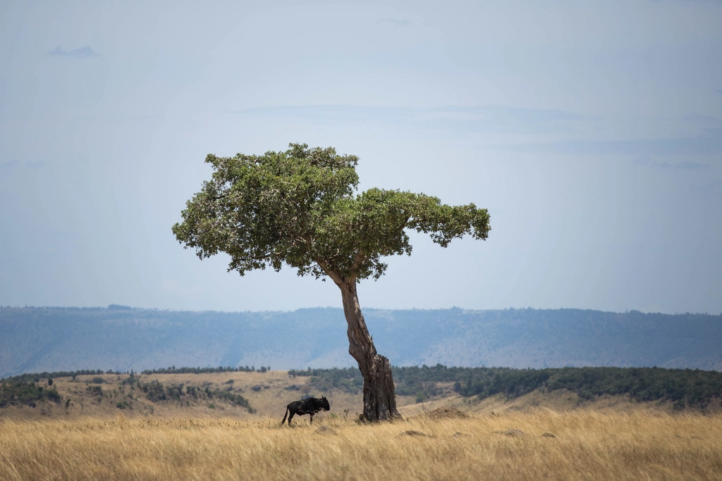 Serengeti