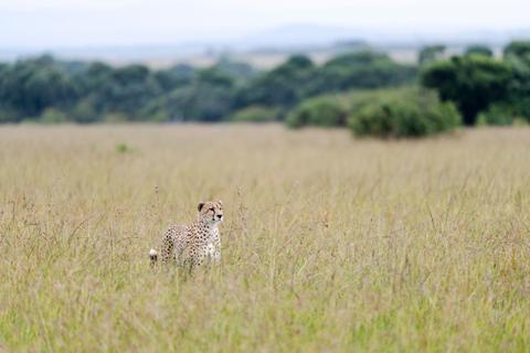 Masai Mara
