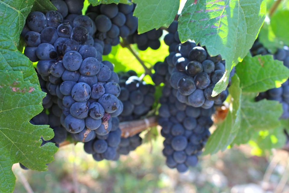 Mendoza