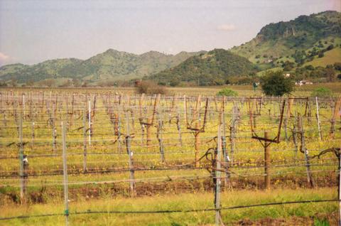 Wine destinations