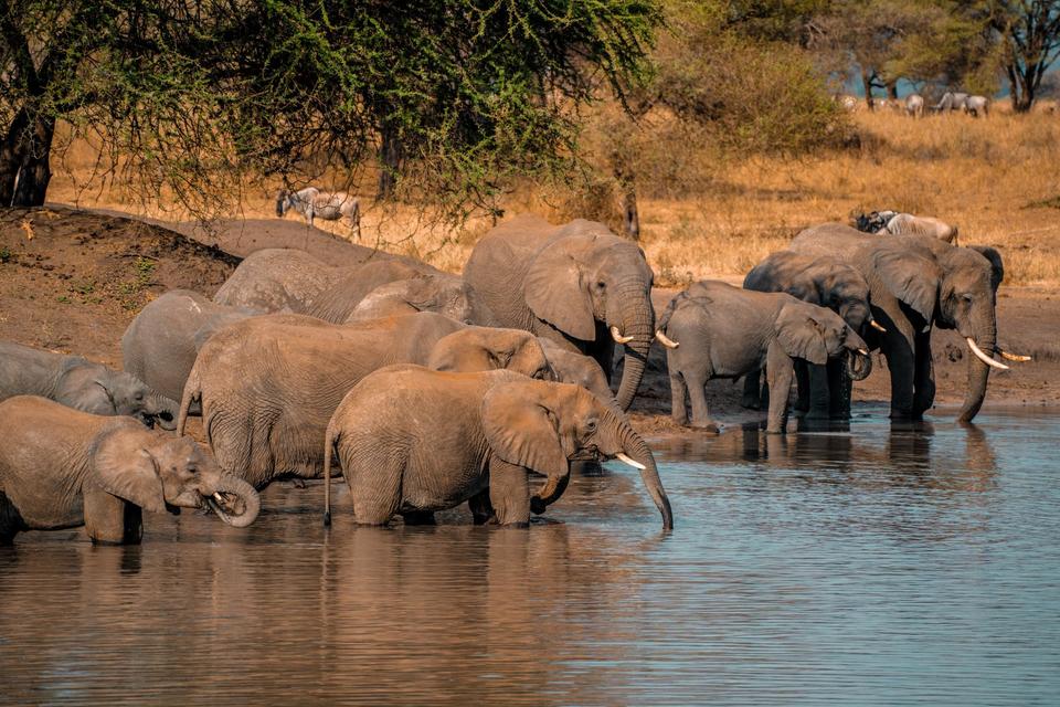 The Okavango Delta